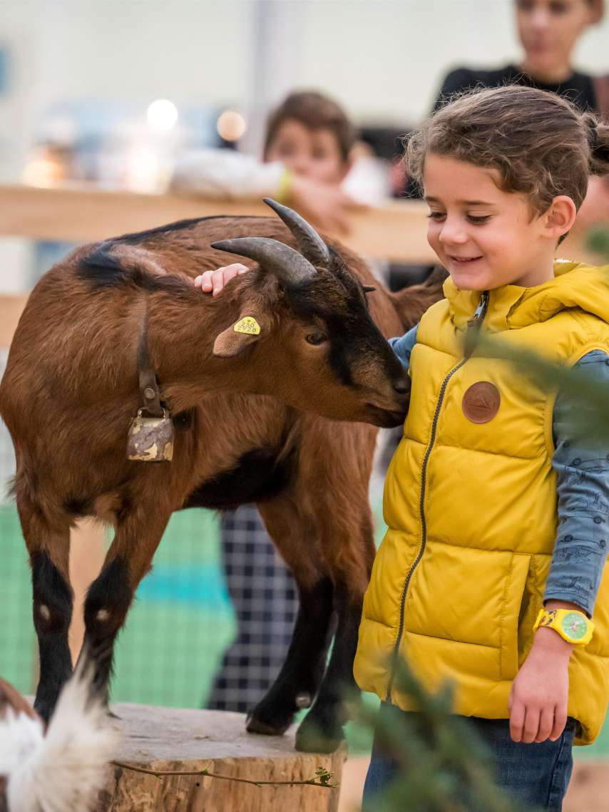 OLMA - more than just sausages and piglets