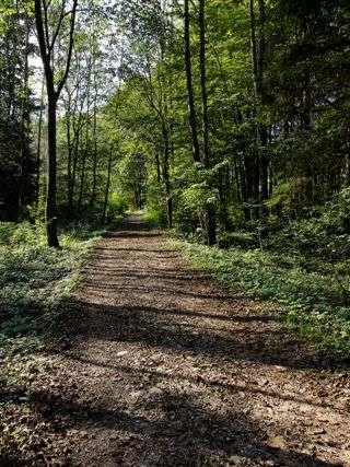 Forest experience Menzlen