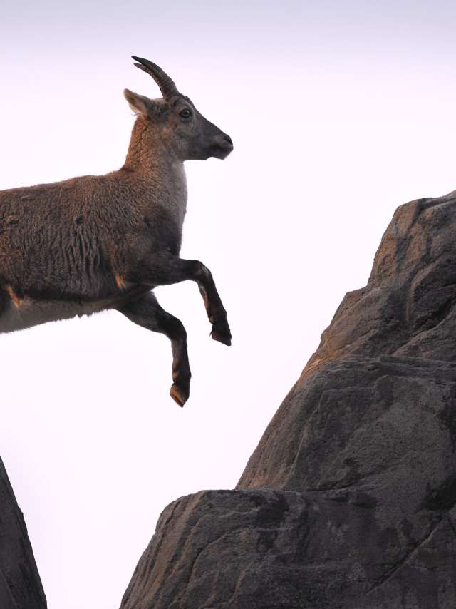 The Grisons Ibexes are St.Gallen