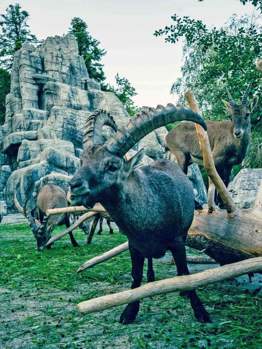 Game Park Peter and Paul